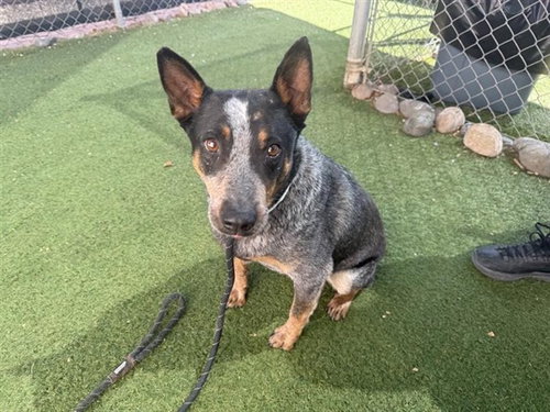 MONTY, an adoptable Queensland Heeler in Phoenix, AZ