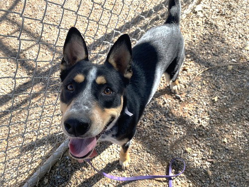 SUKI, an adoptable Australian Cattle Dog in Phoenix, AZ