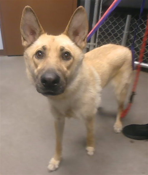 MABEL, an adoptable German Shepherd Dog in Phoenix, AZ