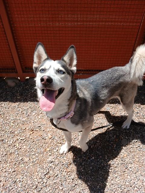 ICEE, an adoptable Siberian Husky in Phoenix, AZ