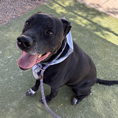 DYLAN, an adoptable Labrador Retriever in Phoenix, AZ