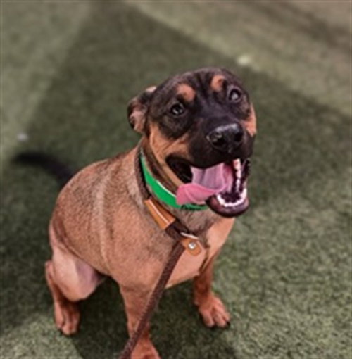 BOWSER, an adoptable Black Mouth Cur in Phoenix, AZ