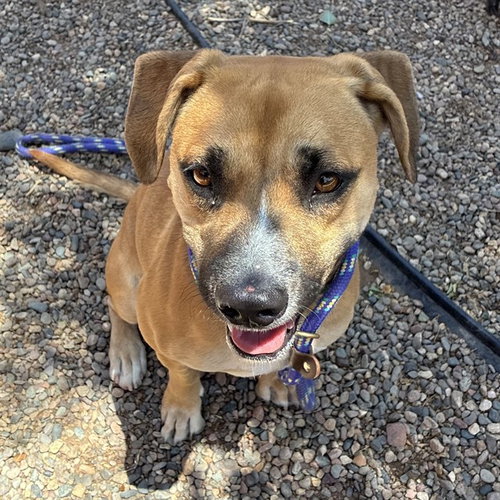 DIVA, an adoptable American Pit Bull Terrier in Phoenix, AZ