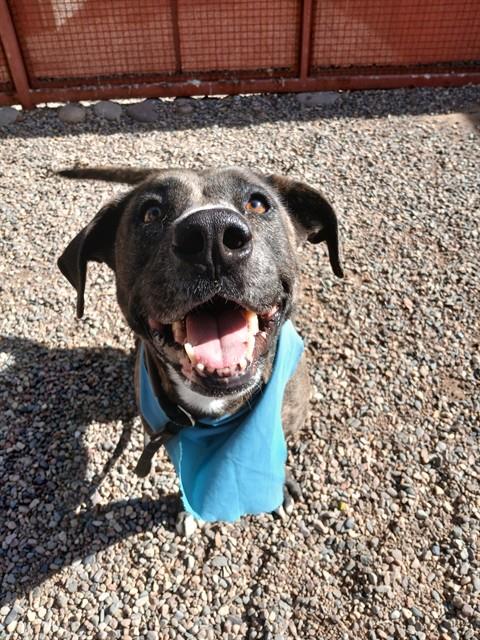 DAPHNE, an adoptable American Pit Bull Terrier in Phoenix, AZ
