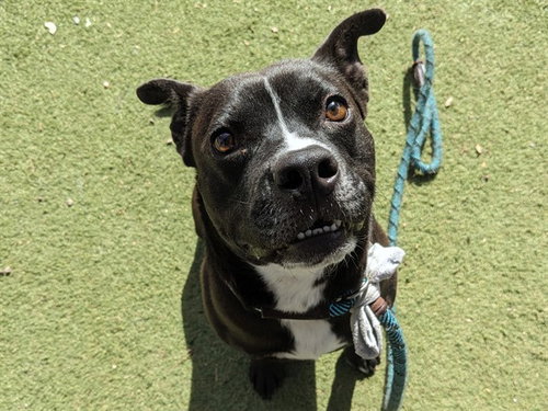 LUCAS, an adoptable Staffordshire Bull Terrier in Phoenix, AZ
