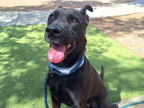 NOLA, an adoptable Labrador Retriever in Phoenix, AZ