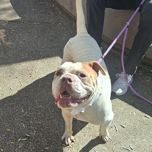 FRANCE, an adoptable Bulldog in Phoenix, AZ