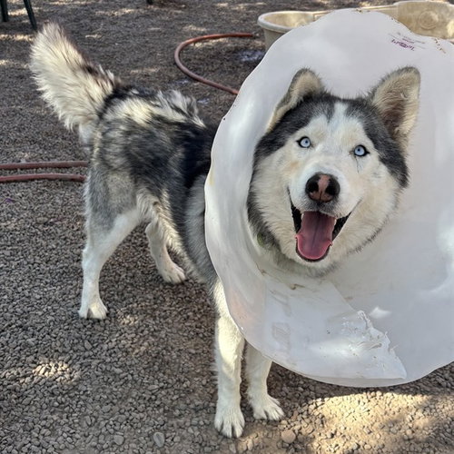 MCFLURRY, an adoptable Husky in Phoenix, AZ