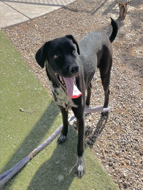BONNIE, an adoptable Australian Kelpie in Phoenix, AZ