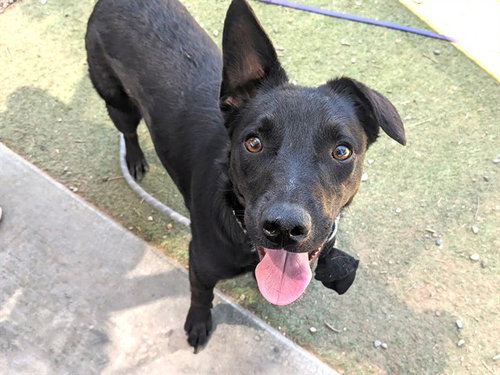 REESE, an adoptable Australian Kelpie in Phoenix, AZ