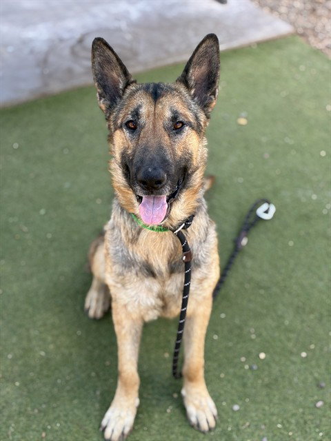 JOEY, an adoptable German Shepherd Dog in Phoenix, AZ