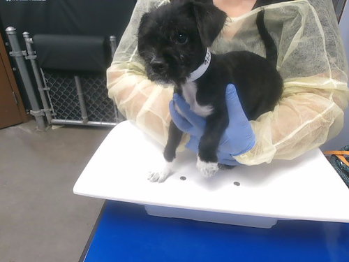 MARTHA, an adoptable Border Terrier in Phoenix, AZ