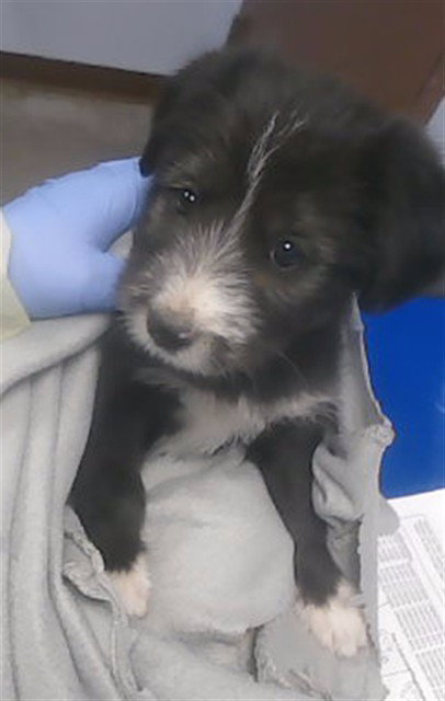 LAYLA, an adoptable Border Terrier in Phoenix, AZ