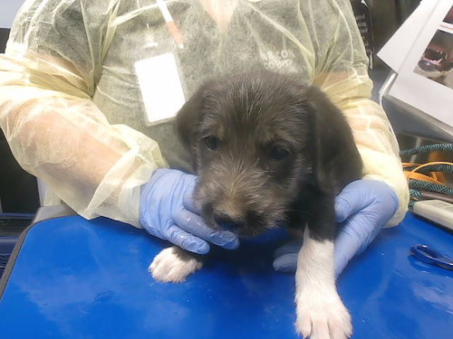 DONOVAN, an adoptable Border Terrier in Phoenix, AZ