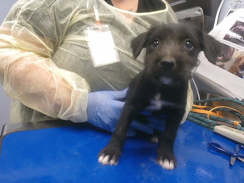 NENNA, an adoptable Border Terrier in Phoenix, AZ