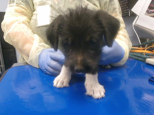 MARTY, an adoptable Border Terrier in Phoenix, AZ