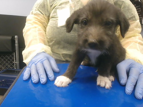 BONO, an adoptable Border Terrier in Phoenix, AZ