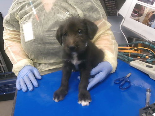 TOBY, an adoptable Border Terrier in Phoenix, AZ