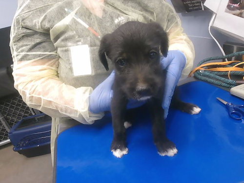 LEXI, an adoptable Border Terrier in Phoenix, AZ
