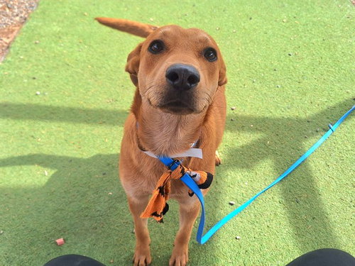 COZY, an adoptable German Shepherd Dog in Phoenix, AZ