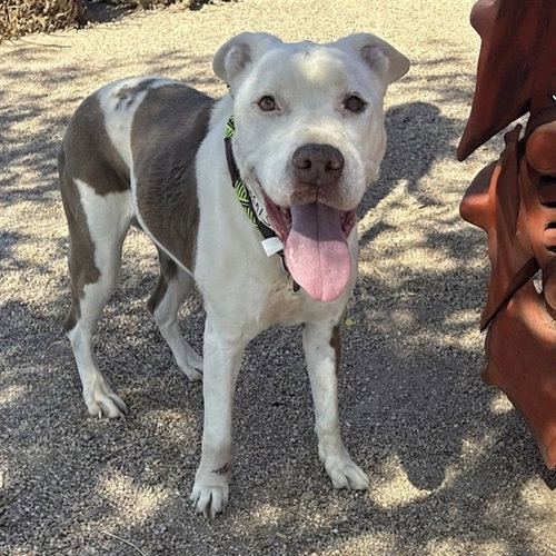 LOOP LOOP, an adoptable American Pit Bull Terrier in Phoenix, AZ