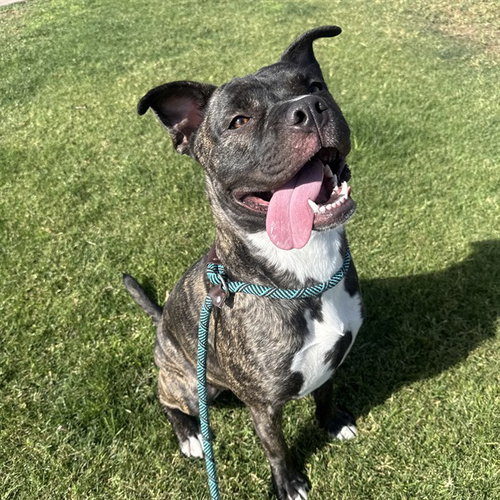 KIRA, an adoptable Boxer in Phoenix, AZ