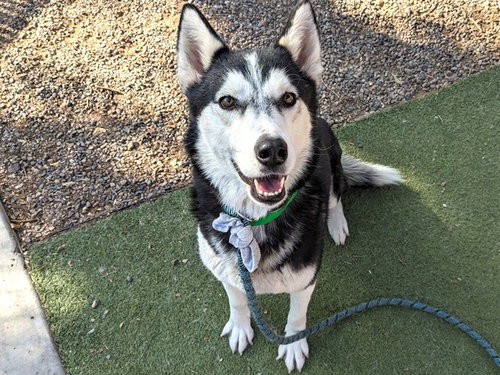 ALASKA, an adoptable Siberian Husky in Phoenix, AZ