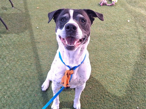 ARNOLD, an adoptable Pointer in Phoenix, AZ