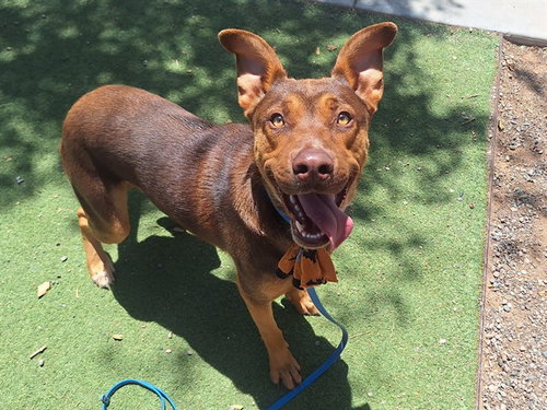 MILO, an adoptable Australian Kelpie in Phoenix, AZ