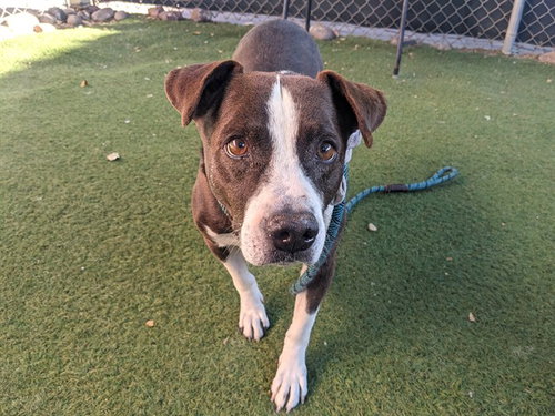 MARVIN, an adoptable Staffordshire Bull Terrier in Phoenix, AZ
