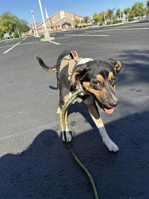 ROCKY ROAD, an adoptable Australian Shepherd in Phoenix, AZ