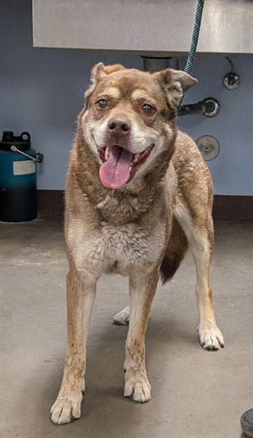 PRALINE, an adoptable Husky in Phoenix, AZ