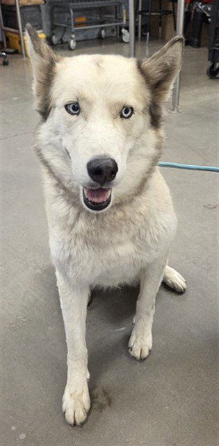 SMORES, an adoptable Siberian Husky in Phoenix, AZ