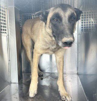 JELLYBEAN, an adoptable Belgian Shepherd Malinois in Phoenix, AZ