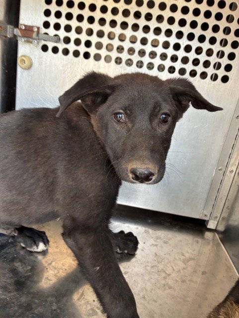 QUESO, an adoptable German Shepherd Dog in Phoenix, AZ