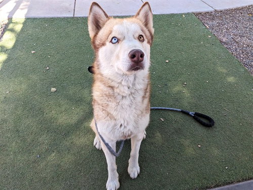 FUEGO, an adoptable Siberian Husky in Phoenix, AZ