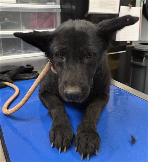 CLOVER, an adoptable German Shepherd Dog in Phoenix, AZ