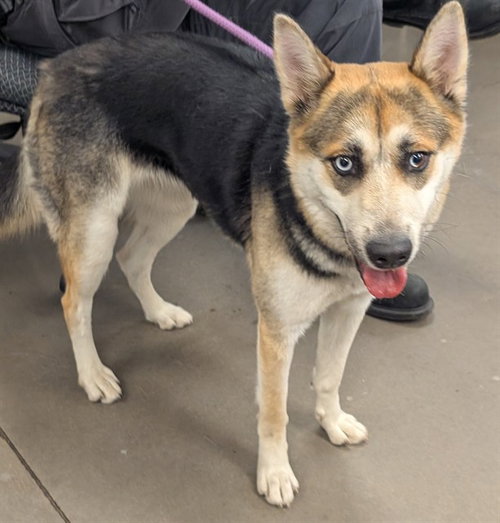 SHEBA, an adoptable Siberian Husky in Phoenix, AZ