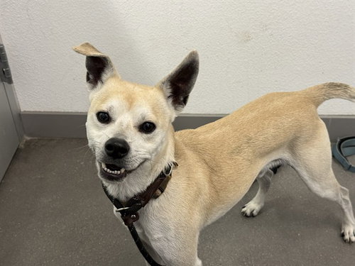ORION, an adoptable Chihuahua in Phoenix, AZ