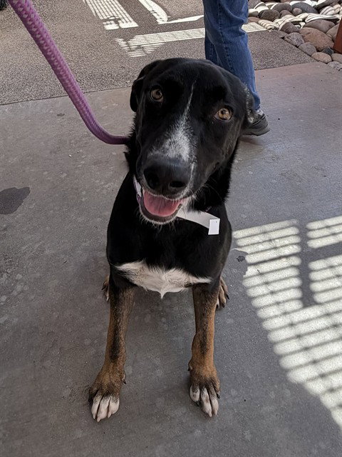 WALLABY, an adoptable German Shepherd Dog in Phoenix, AZ