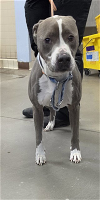 DAVEY, an adoptable American Pit Bull Terrier in Phoenix, AZ