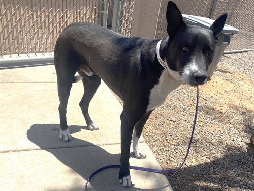 GHOST, an adoptable Border Collie in Phoenix, AZ