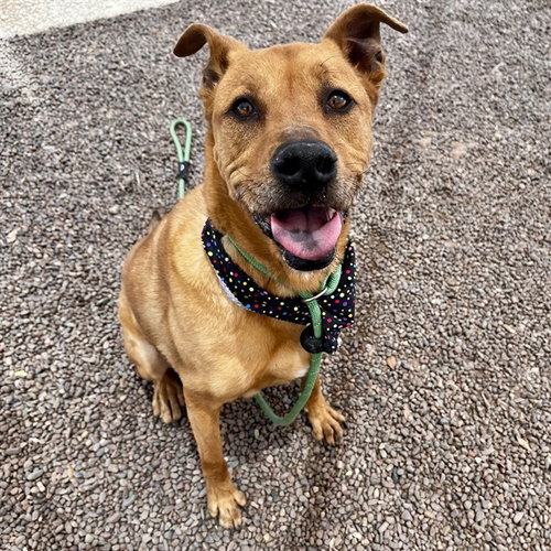 MURPHY, an adoptable Golden Retriever in Phoenix, AZ