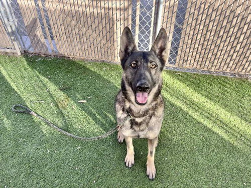 GARDENIA, an adoptable German Shepherd Dog in Phoenix, AZ