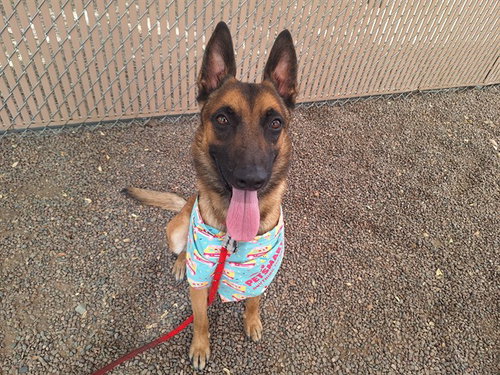 KAYSER, an adoptable Belgian Shepherd Malinois in Phoenix, AZ