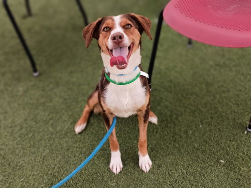 MANGO LASSI, an adoptable Harrier in Phoenix, AZ