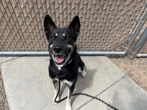 PIXIE, an adoptable German Shepherd Dog in Phoenix, AZ