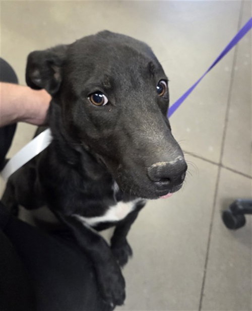 KODAK, an adoptable Labrador Retriever in Phoenix, AZ