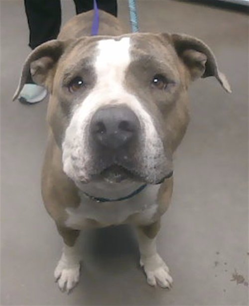 CANDACE, an adoptable American Pit Bull Terrier in Phoenix, AZ