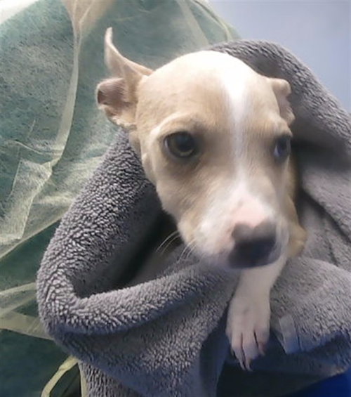 BRITTANY, an adoptable American Pit Bull Terrier in Phoenix, AZ